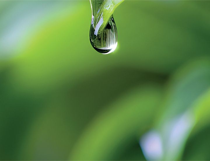 Photo of a water drop falling on a leaf