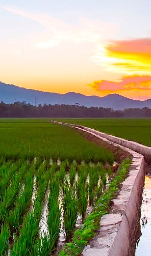 photo of an irrigated field at sunset