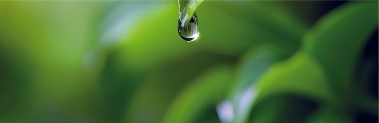 Photo of a water drop falling on a leaf