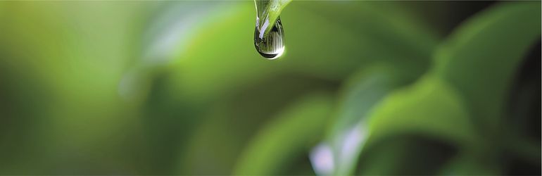 Photo of a water drop falling on a leaf